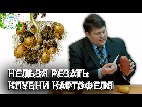 Почему нельзя резать клубни картофеля. Как резать картофель для посадки.