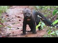 BICHO PAPA MEL- NO SÍTIO ARQUEOLOGICO SERRA DA TORRE EM JAPOMIRIM DISTRITO DE ITAGIBÁ BAHIA