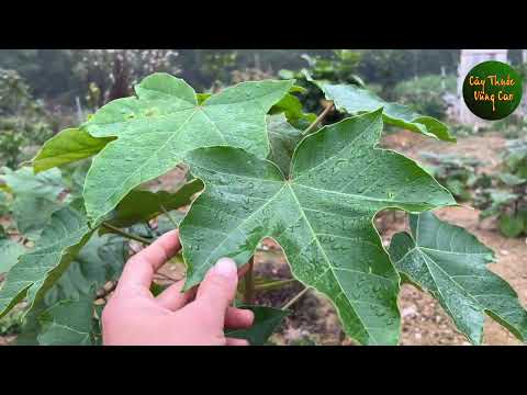 Cây LIỀN XƯƠNG