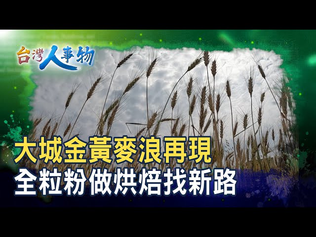 復耕有成”大城新麥點”｜黑翅鳶農場｜【台灣人事物】2025.12.27