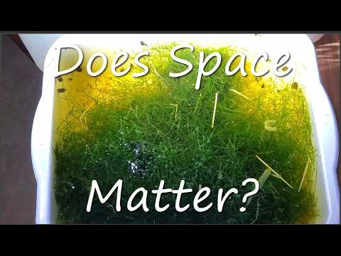 Space And The Growth Of Fry