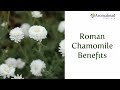 Three Roman Chamomile Benefits