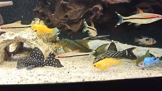 Pleco tank L018, L128, L190, L200, L240