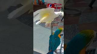 #macaw #cocatoo #birds #birdslovers #shorts #foryou #fypシ #fypシ゚viral 🦅💖⚘️🦅🦅🦅