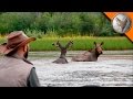 Wild Moose Encounter!