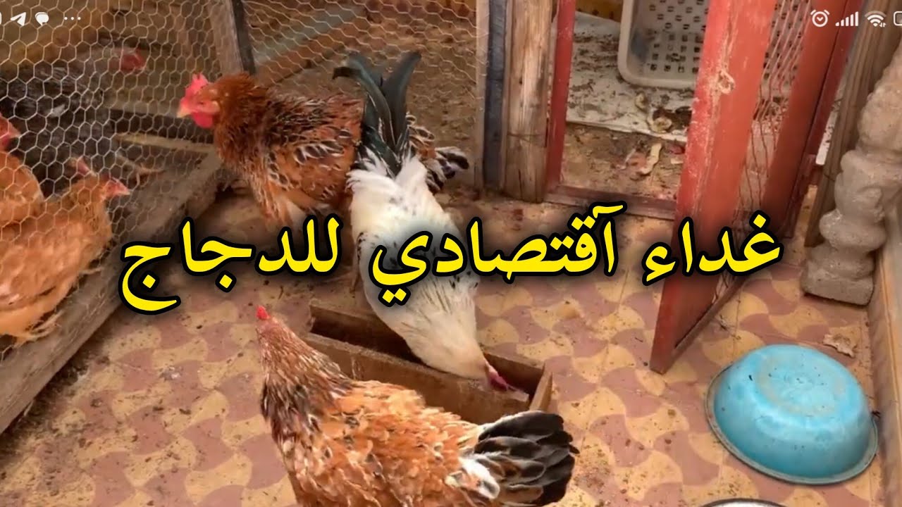 غداء اقتصادي ومفيد للدجاج  