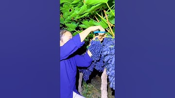 Woman harvesting ripe black grapes using small pruning shears