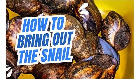 How to remove the snail from the shell without breaking it #snail #cooking 