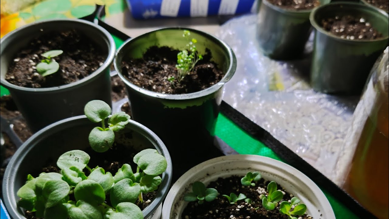 Пікірую розсаду квітів! 🌸🌼🌸 21.02.2026