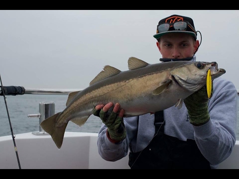 Slow jigging for pollack | Inshore lure fishing aboard Anglo Dawn