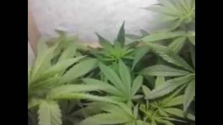 Iluminação & Tamanho do Grow! - CUPOM 10%OFF GROW POWER CULTIVO INDOOR MACONHA CANNABIS KIT ESTUFA