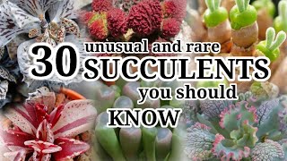 30 Unusual and Rare Succulents || Desert Succulent