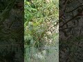Phyllanthus/ കീഴാർനെല്ലി