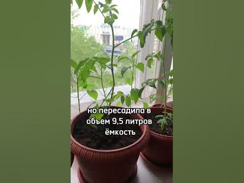 🥶холодно, рассада ещё вся дома стоит!! #рассада - YouTube