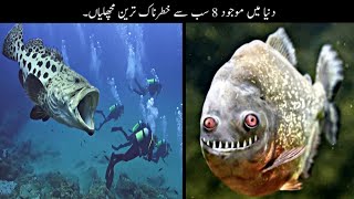 8 Most Dangerous Fish In The World | دنیا کی سب سے خوفناک مچھلیاں | Haider Tv