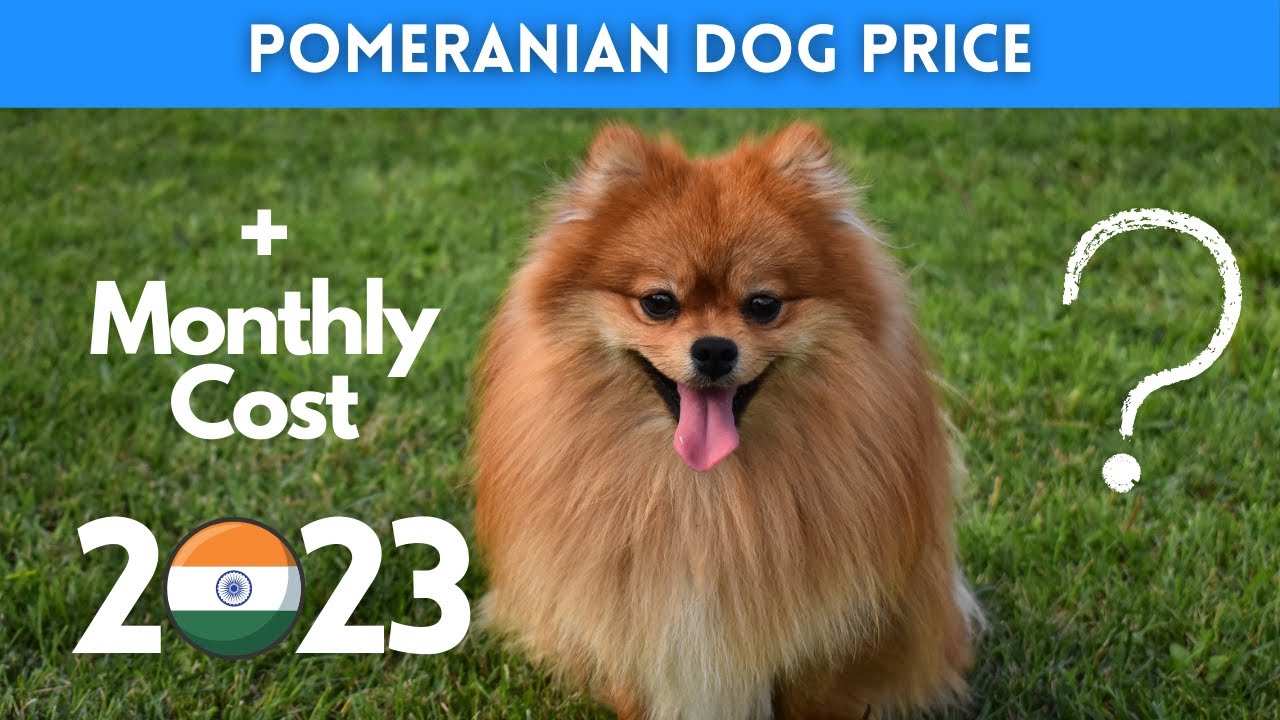 Pomeranian Dog Price in India 2023 (Monthly Expenses Included ...
