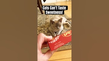 This Cat Fact Help Me Understand The Whole Catnip Craze