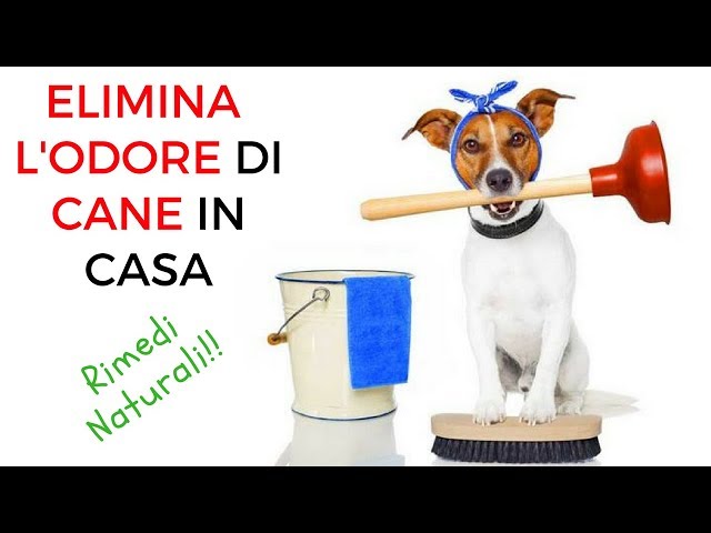 Come Insegnare Al Cane A Fare I Bisogni Nel Posto Giusto Cose Da