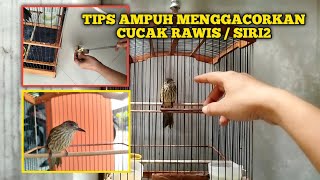 HOW TO CARE FOR SIRI2 / CUCAK RAWIS BIRD MATERIALS SO THAT THEY COME OUT QUICKLY