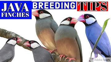 Java bird breeding tips in tamil | how do select healthy bird?