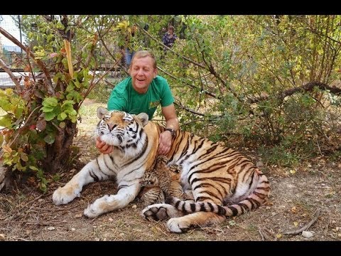 ЭКСТРЕННЫЙ  ВЫПУСК !!! Родила  амурская тигрица МЫ В ВОЛЬЕРЕ  !Amur tigress gave birth !