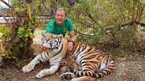 ЭКСТРЕННЫЙ  ВЫПУСК !!! Родила  амурская тигрица МЫ В ВОЛЬЕРЕ  !Amur tigress gave birth !
