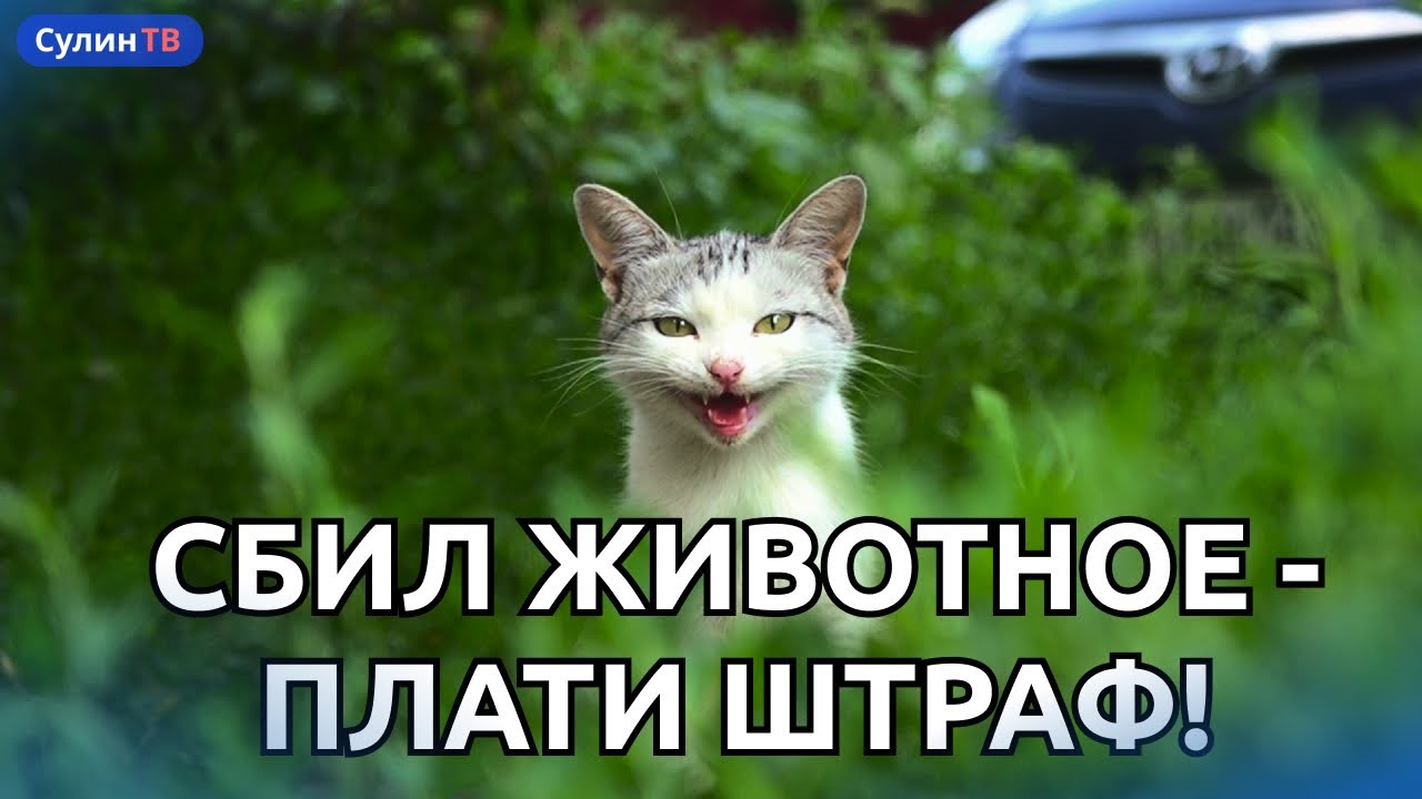 Осаго сбитое животное