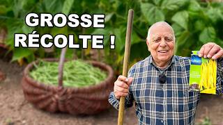 Le Secret Pour Réussir Tous Ses Semis De Haricots