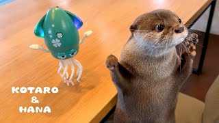 話題のくねくね踊るイカをカワウソに見せたらこうなった Otters Meet Dancing Squid Toy and Find It FISHY