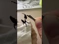 Feeding my baby ghost mantis