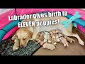 LABRADOR gives birth to ELEVEN puppies! (Graphic content)