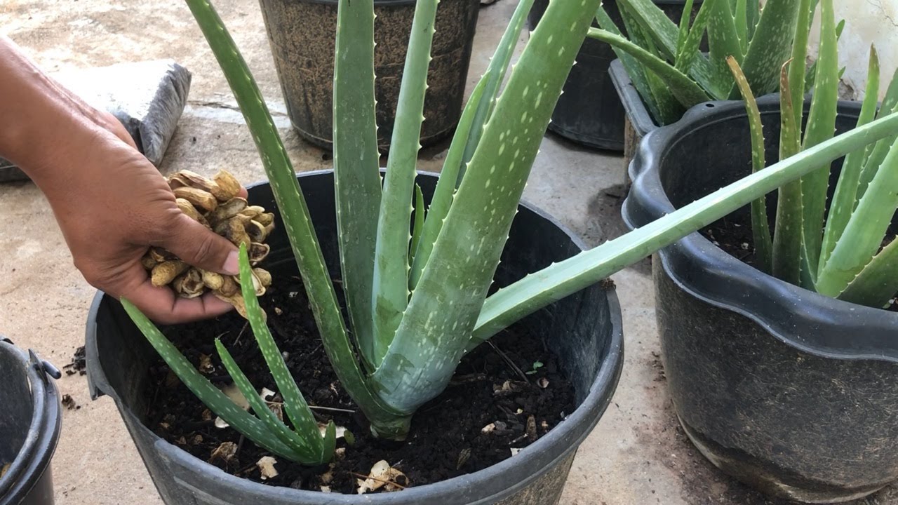 Providing Plant Bark || River Animals ( Worm ) Retain Moisture_Help ...