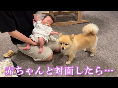 生後0ヶ月の赤ちゃんと対面すると緊張しちゃうポメラニアン