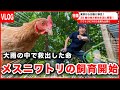 【名前決定】保護したニワトリを飼育することにしました。/ 28歳 田舎暮らしの日常【引っ越し準備第15話】【vlog】
