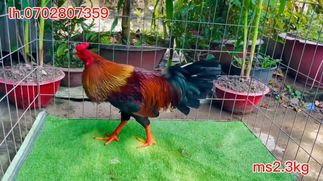 #18/01#top3 #lh.0702807359#xuhuongyoutube #