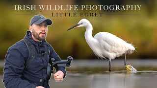 Great Day of Wildlife Photography (Little Egret, Teal Duck \u0026 Sandpiper) Sigma 150-600mm Contemporary