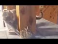 どうしてもウサギに構ってもらいたい猫【ぬこたいむず】