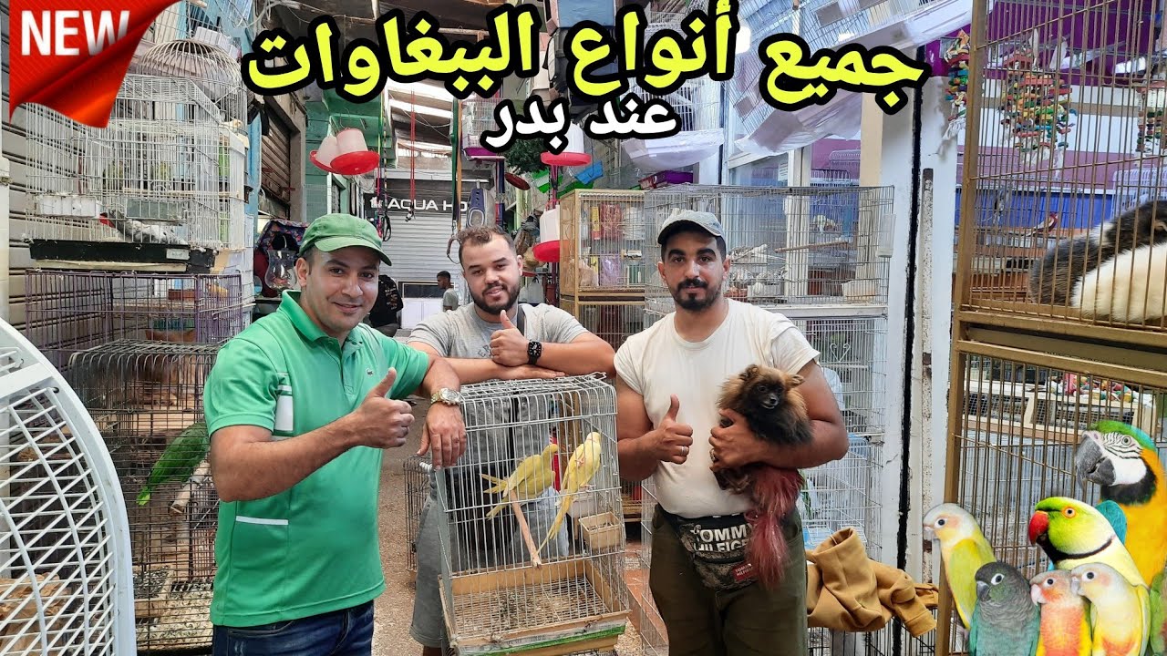 زيارة عند بدر🔥الجديد وصول سلعة جديدة طفرات الكويكر بيروش أكولي الروزيلا مختلف الأنواع  #سوق_القريعة