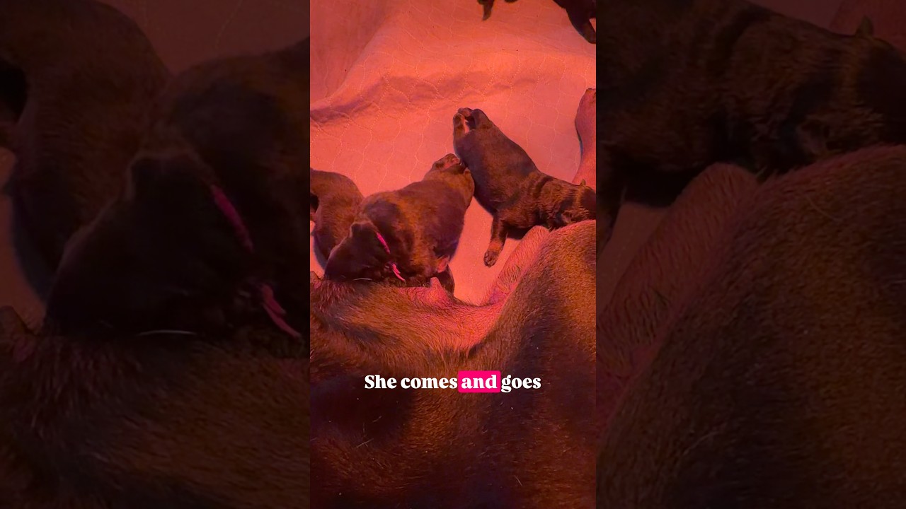 Первый помет Порши