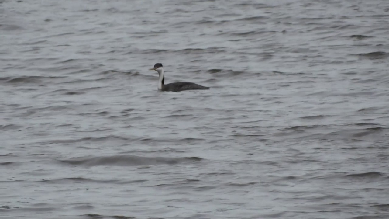 Western Grebe 