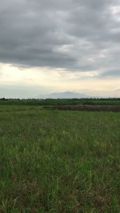Mentahan video sawah di pagi hari #shorts
