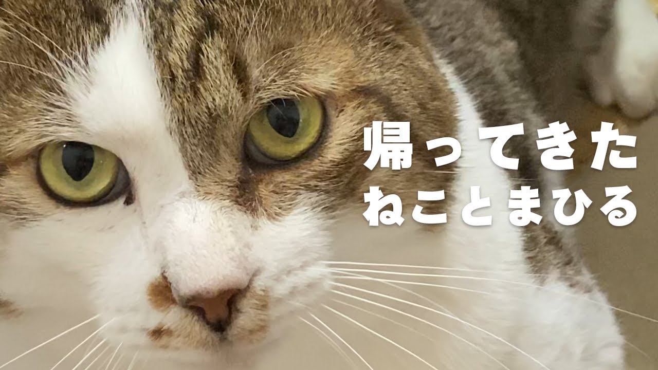 夏だ!ただいま!チャンネル再開だ!!!