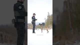 Training of dogs #shorta like and subscribe for more videos