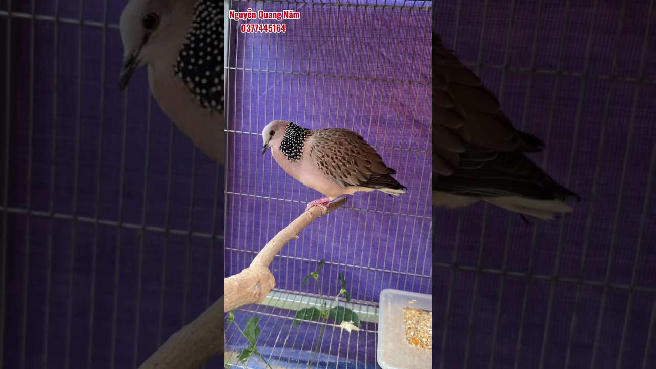 TỐP 5 mái Malaysia tuyển chọn 