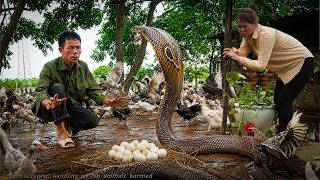 Famous 72 Hours Full Process 🔥A king cobra breaks into the farm : One Wrong Move Could Cost Everything Net Worth