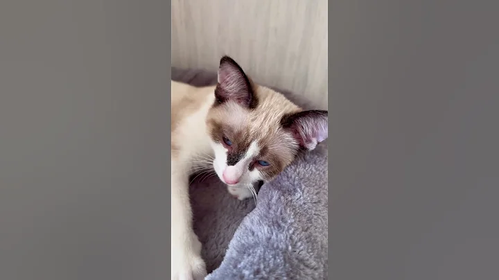 Watch the video about Talkative snowshoe kitten