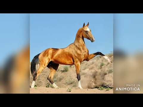 Akhal Teke - Turkoman:  Turk'un Gururu