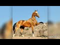 Akhal Teke - Turkoman:  Turk'un Gururu