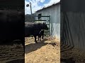 Little 15’s Surprise Update  You Won’t Believe This! 😲 #calf #calves #countrylife #ruralliving #cows