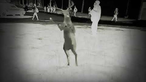 Deer cryptid spotted oum